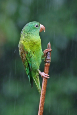 Parakeet in the Rain